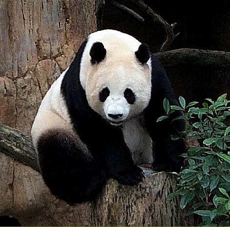 giantpandas.jpg