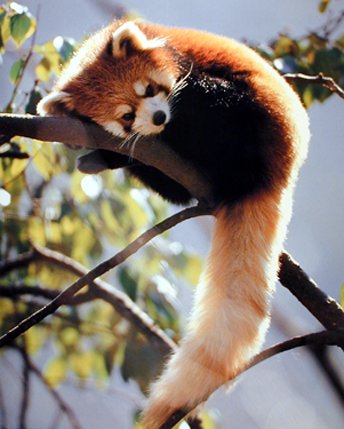im_redpanda.jpg