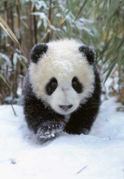 little_panda.jpg