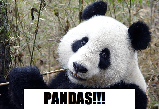 panda0106.jpg