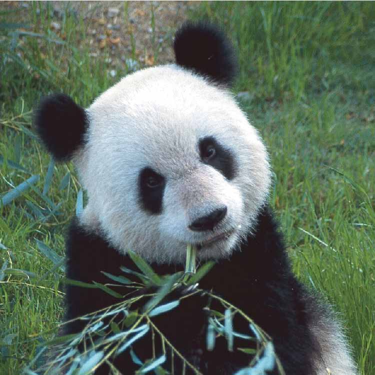 uberpanda.jpg